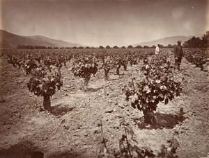 Vigneto del Ranch Camulos da Carleton Emmons Watkins