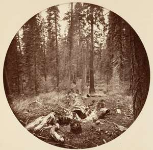 [Parco Nazionale di Yosemite, California], ca. 1878 da Carleton Emmons Watkins