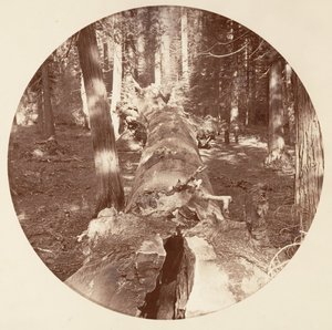 [Parco Nazionale di Yosemite, California], ca. 1878 da Carleton Emmons Watkins