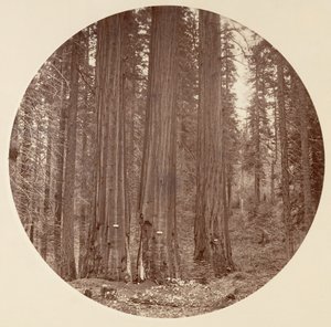 [Parco Nazionale di Yosemite, California], ca. 1878 da Carleton Emmons Watkins