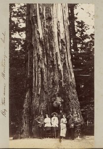 Grandi alberi vicino a Monteray [sic] - Cal. da Carleton Watkins