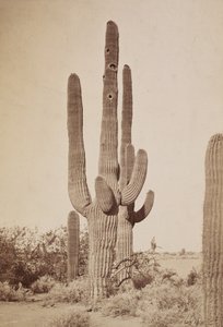 [Cactus] da Carleton Watkins