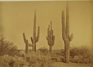 [Cactus, Arizona - Cereus Giganteus] da Carleton Watkins