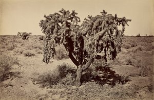 [Cactus, deserto dell