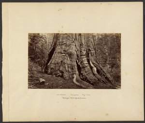 [California - Grandi alberi di Mariposa, "Washington" alto 270 piedi, 92 piedi di circonferenza]. da Carleton Watkins