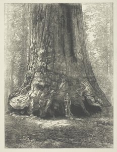 Copia di "Galen Clark Before the Grizzly Giant" di Carleton Watkins. da Carleton Watkins