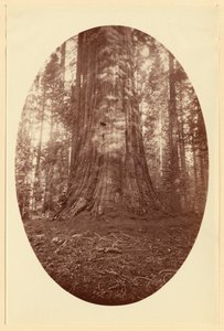 [Empire State Calaveras Grove] da Carleton Watkins