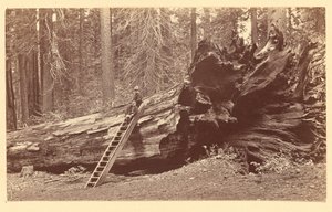 [Padre del Bosco Calaveras Grove] da Carleton Watkins