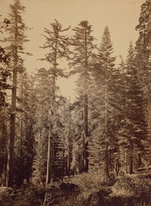 [Scena di foresta] / [Pini da zucchero] da Carleton Watkins