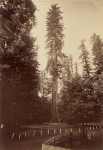 Sequoia gigante, Santa Cruz da Carleton Watkins