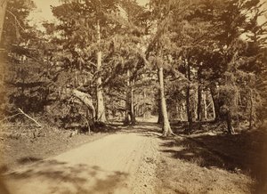 [Monterey, California. Moss Avenue, 18 Mile Drive]. da Carleton Watkins