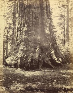 [Sezione del Gigante Grizzly] da Carleton Watkins