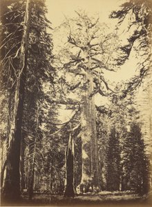  da Carleton Watkins