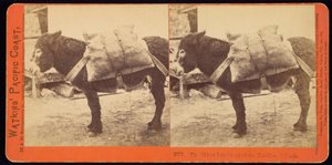 Il più vecchio abitante delle Isole Farallone da Carleton Watkins