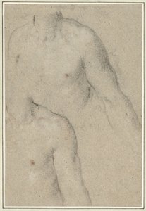 Due studi del torso di un giovane