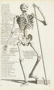 Studio anatomico dello scheletro umano di Carlo Cesi