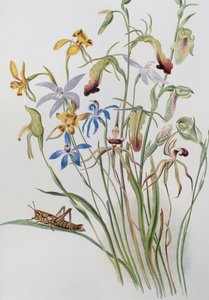 Iris e Veronica azzurra