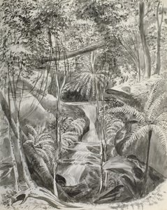 Studio della giungla, XIX secolo da Caroline Louisa Meredith