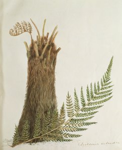 Studio di una felce, XIX secolo da Caroline Louisa Meredith