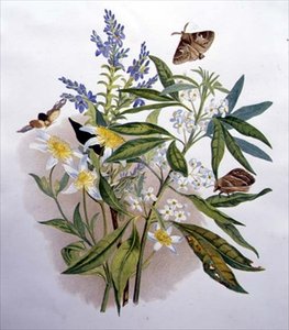 Veronica azzurra della Tasmania e Clematide nana