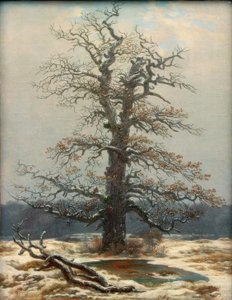 Quercia nella neve
