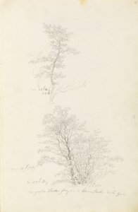 Gruppo di giovani alberi da Caspar David Friedrich