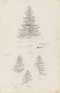 Abete e tre studi di abete rosso da Caspar David Friedrich