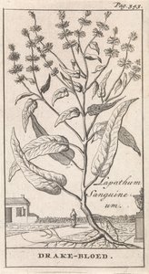 Sangue di drago da Caspar Luyken