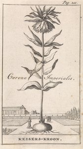 Corona imperiale da Caspar Luyken