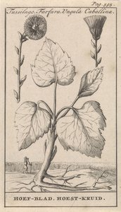 Farfara con tussilagine da Caspar Luyken