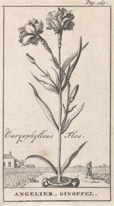 Pagina del titolo e otto stampe con fiori