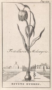 Pagina del titolo e otto stampe con fiori
