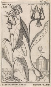 Pagina del titolo e otto stampe con fiori