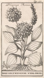 Pagina del titolo e otto stampe con fiori