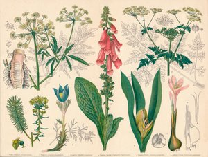 Piante velenose britanniche, metà-fine XIX secolo da Cassell and Co