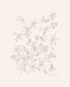 Studio botanico dei fiori