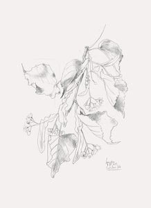 Delicato schizzo di tiglio