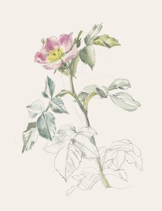 Rosa selvatica rosa tenue da Catalina Somolinos