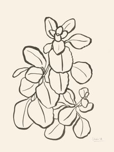 Disegno di foglie biologiche