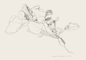 Disegno botanico del ravanello da Catalina Somolinos