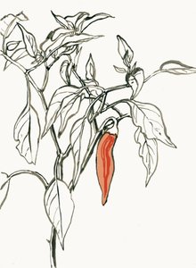 Disegno vivace di un peperoncino da Catalina Somolinos