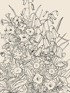 Fiori selvatici da Catalina Somolinos