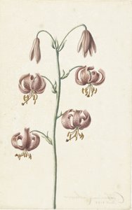 Ramoscello con gigli rossicci da Catharina Lintheimer
