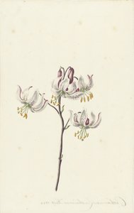 Ramo con quattro gigli bianchi da Catharina Lintheimer