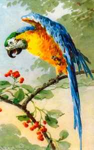 Pappagallo che mangia bacche di Catherine Klein