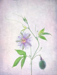 Fior di passiflora dai colori vivaci da Catherine Wang
