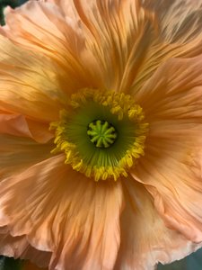 Composizione - Fiori, 2019 (foto)