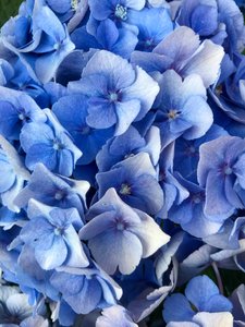 Composizione - Fiori, 2019 (foto) da Cécile Jamet
