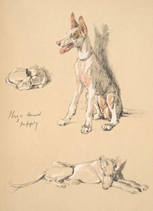 Cucciolo di Cane di Ibiza, 1930, Illustrazioni dal suo Sketch Book usato per Just Among Friends, Aldin, Cecil Charles Windsor (1870-1935), successivamente pubblicato da Eyre and Spottiswoode Limited, 1934 da Cecil Charles Windsor Aldin