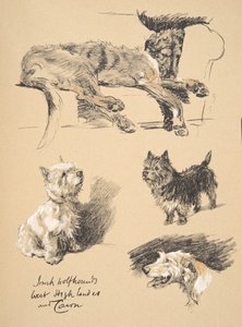 Levriero Irlandese, West Highlander e Cairn, 1930, Illustrazioni dal suo Sketch Book usato per 